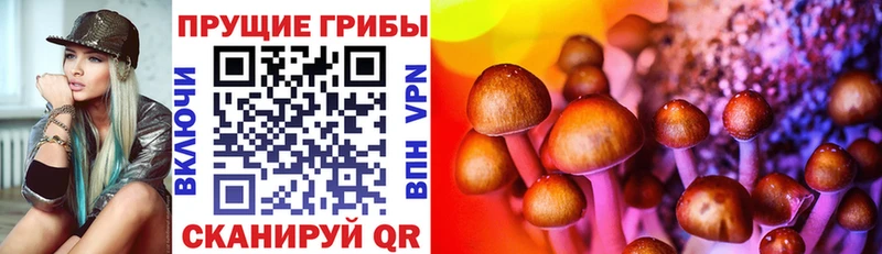 Купить где  Гатчина  Псилоцибиновые грибы Psilocybine cubensis 